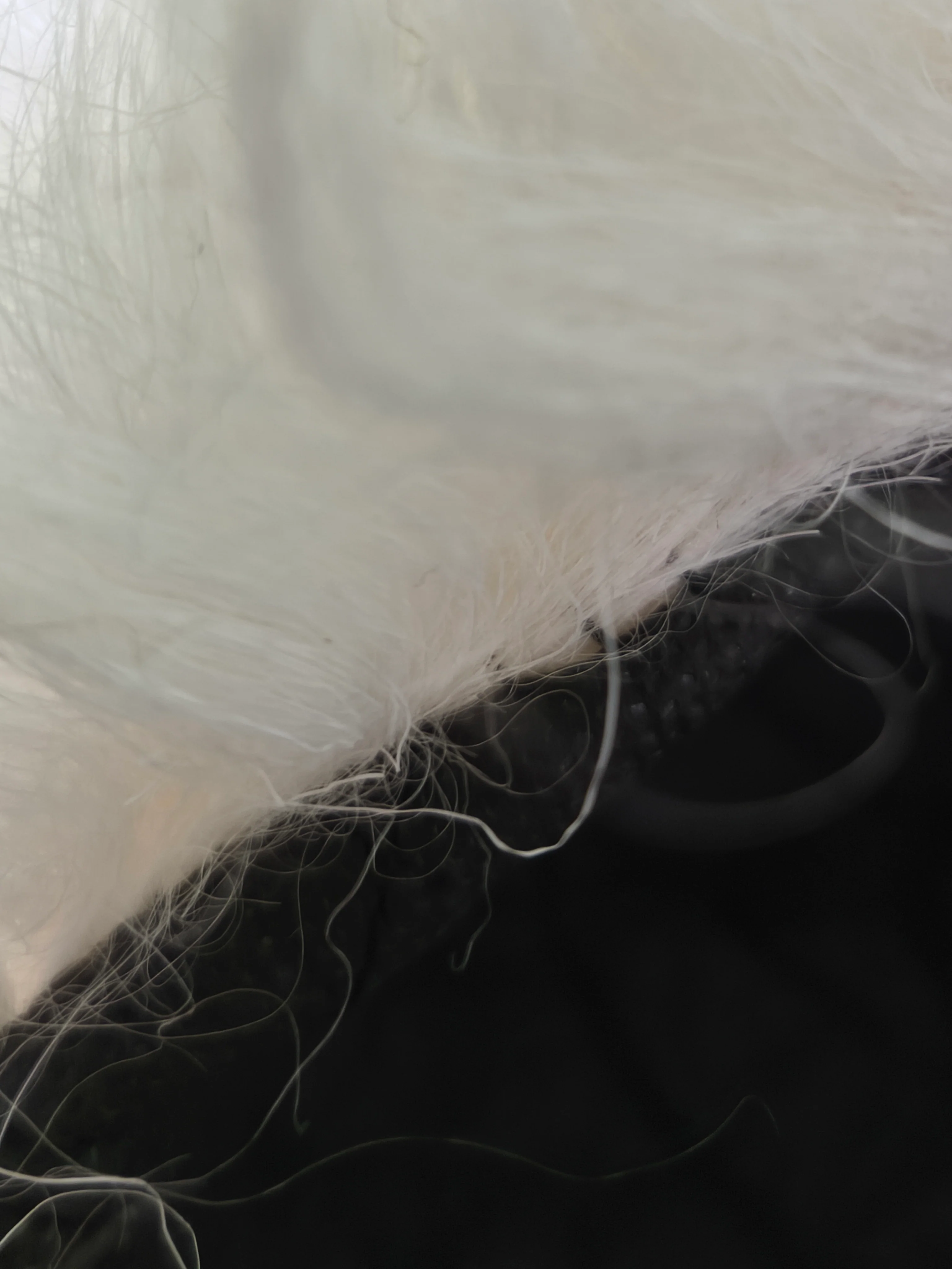 Caucasian Papakha Sheepskin Fur Hat [White] - Image 4